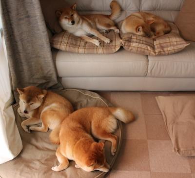 乐鱼体育下载app官网-法甲密集赛程中球员高频冲刺与伤病发生率的统计分析，法甲爆发大规模冲突