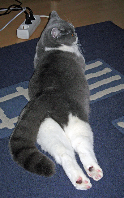 三中卫体系增强边路保护，三中卫体系的好处