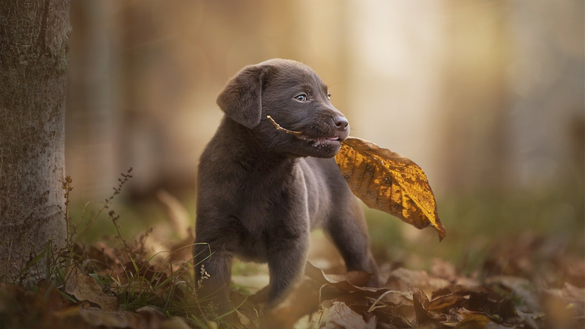 乐鱼体育在线-中国女篮青年队集训启动 注重基本功训练，中国青年女篮教练