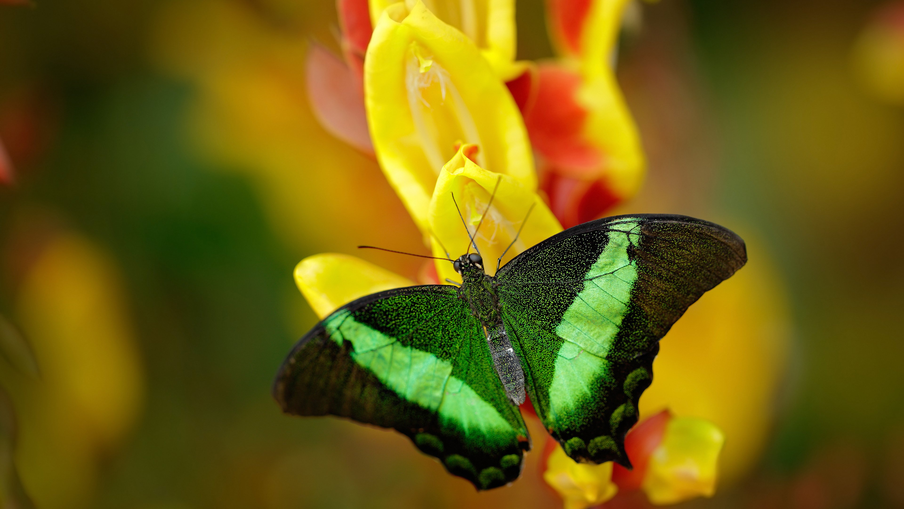 德国队在2024年混合团体世界杯中的精彩战术运用,德国队2022世界杯预选赛