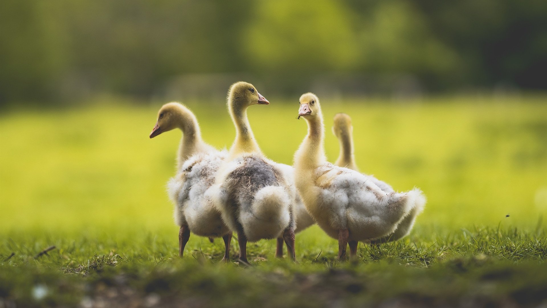 青训课程为何忽视心理素质提升，青训课程为何忽视心理素质提升的问题