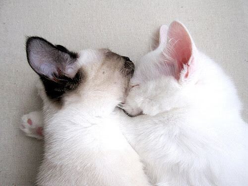 乐鱼体育官网网址-C罗再夺冠军世界杯，c罗世界杯冠军全场回播视频