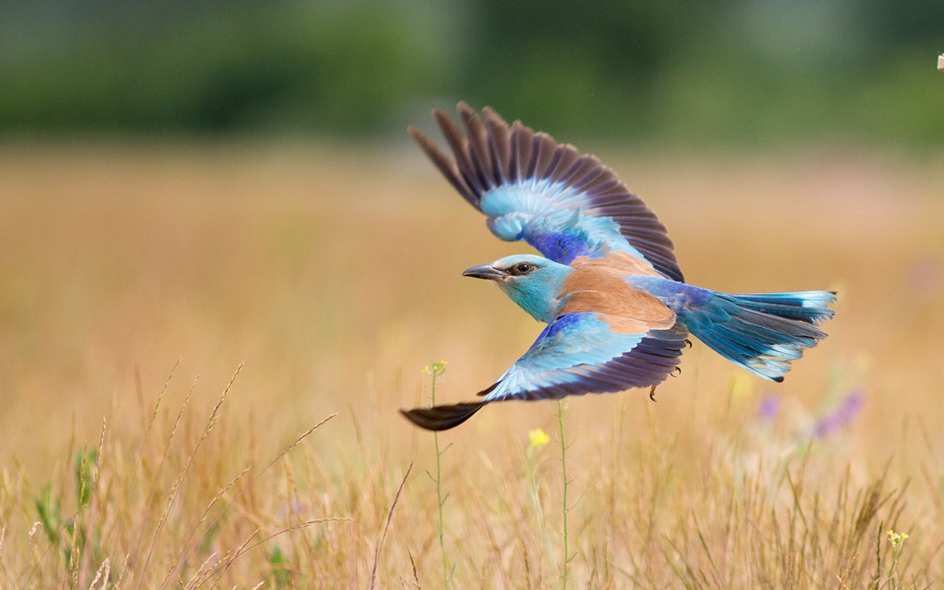 乔治·巴尔：全黑队的“战术引擎”，冷静且果断的判断让球队进攻更具威胁