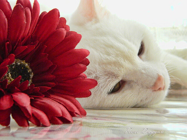 决赛现场聚焦赫梅列夫斯基精彩表现，赫梅利尼茨基勋章