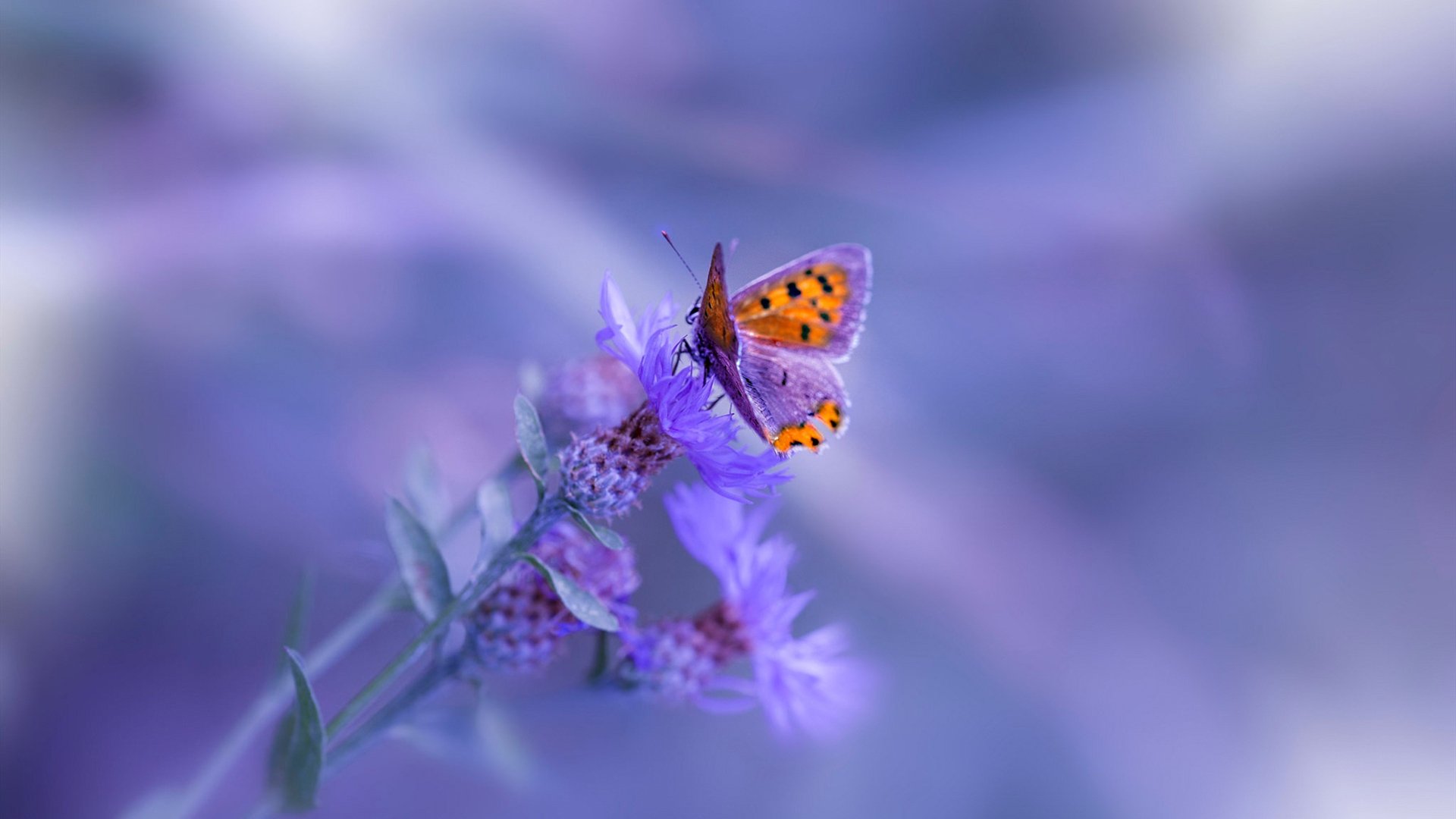 卡特的完美传球，助力全黑队形成强大的进攻火力，卡特运球能力