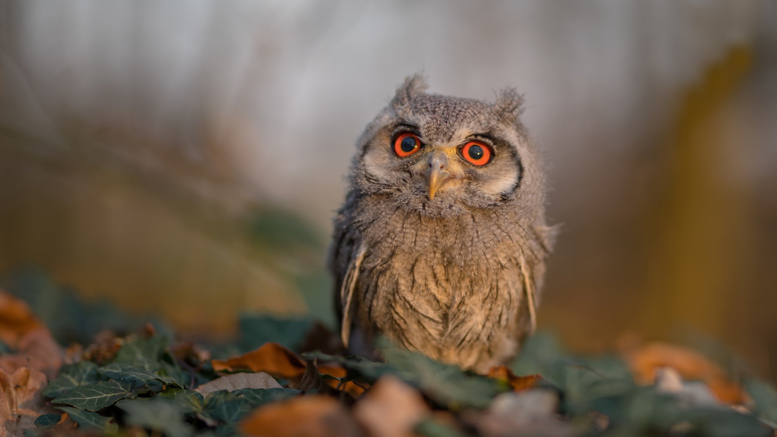 拉文失误频发公牛终结连败，拉文31分率公牛取季前赛四连胜